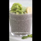 Kiwi Chia Pudding